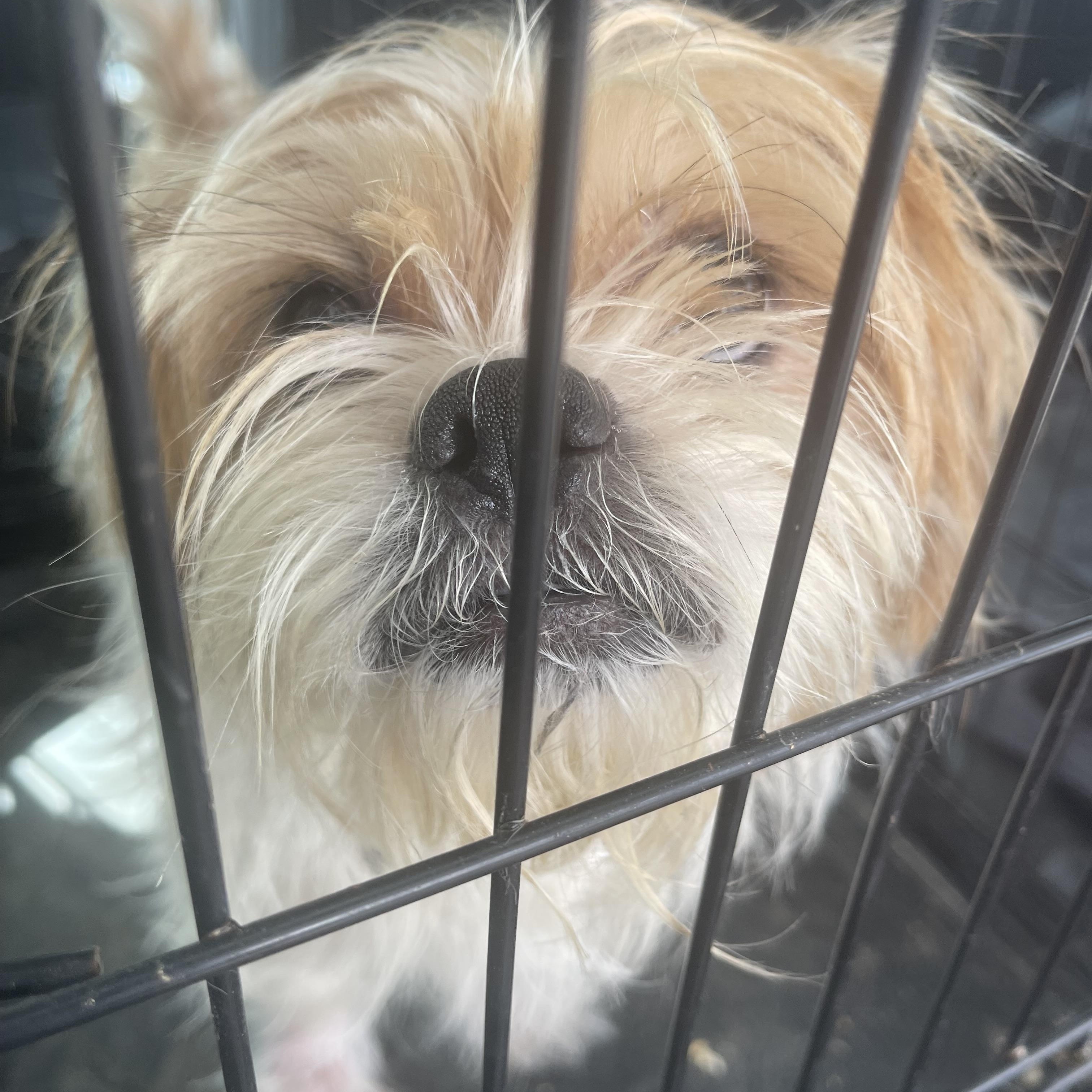 Enlarge Levi, a ADOPTABLE mixed breed in Gainesville, VA image 3/5