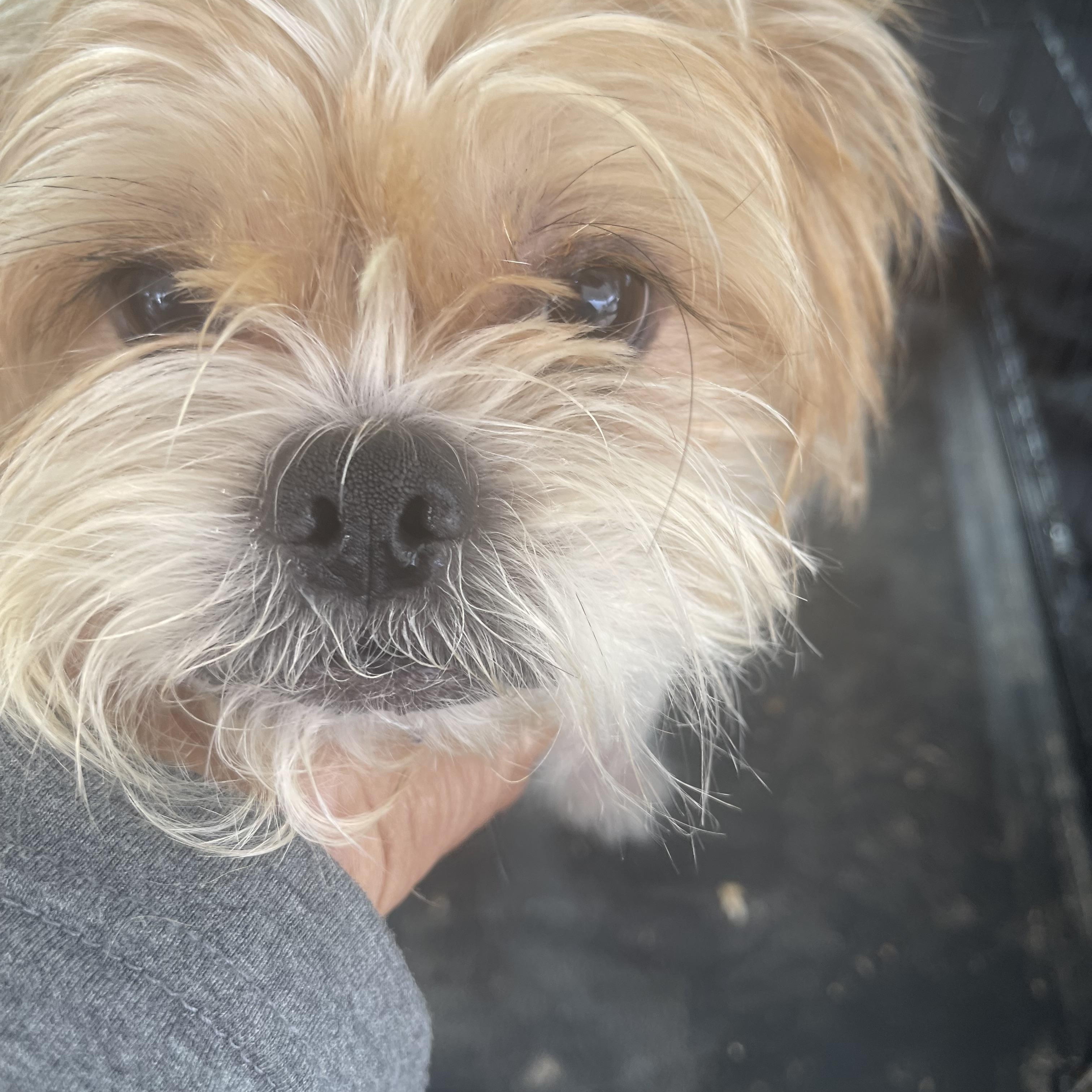 Levi, ADOPTABLE, Adult Male Shih Tzu & Yorkshire Terrier.