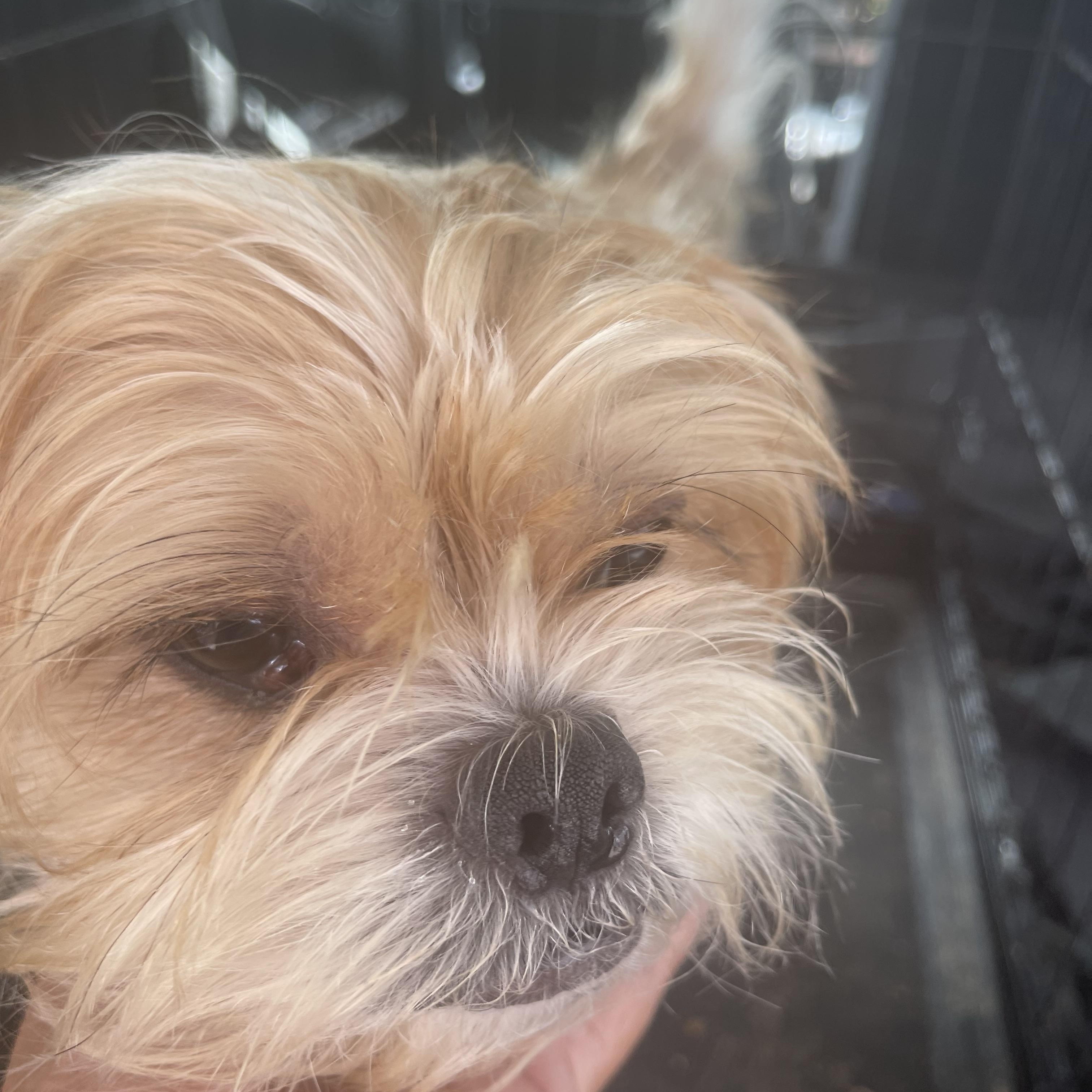 Enlarge Levi, a ADOPTABLE mixed breed in Gainesville, VA image 2/5