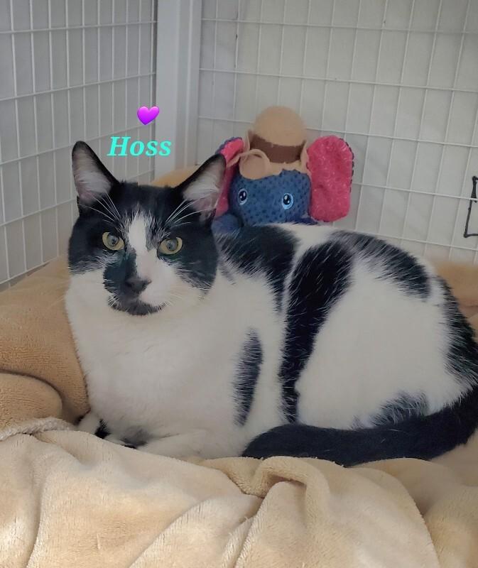 Puck Hoss, Adoptable, Adult Male Domestic Short Hair.
