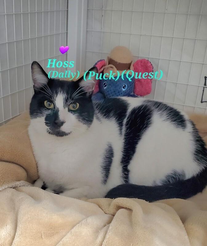 Enlarge Puck Hoss, a Adoptable Domestic Short Hair in Diamond Springs, CA image 2/2