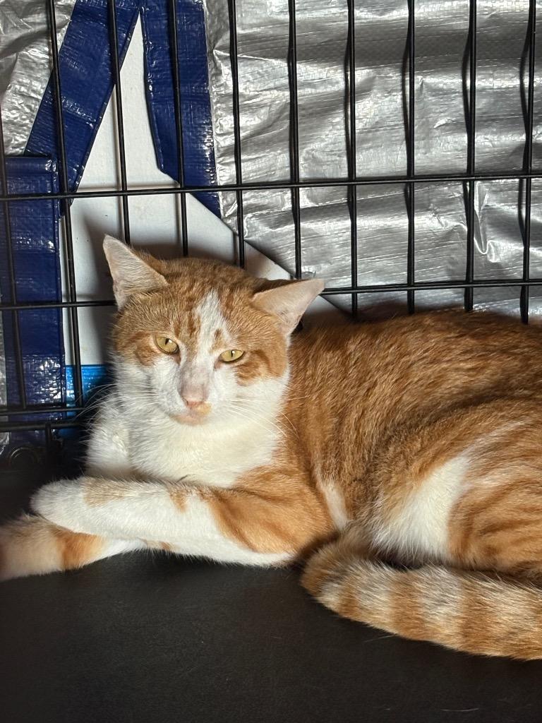 Enlarge Flapjack, a Adoptable mixed breed in Wauchula, FL image 1/1