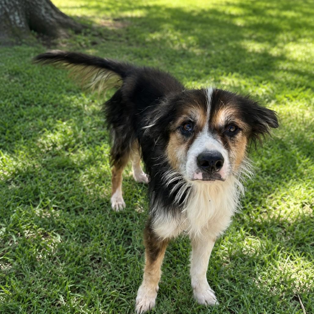 Whiskers, Adoptable, Adult Female Australian Shepherd & Border Collie.