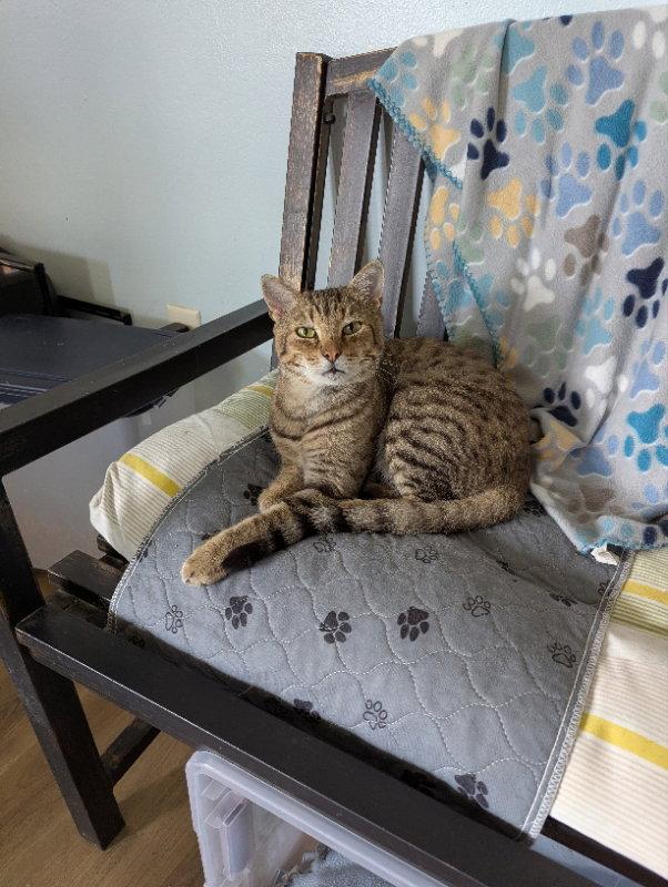Luther, Adoptable, Adult Male Tabby & Bengal.