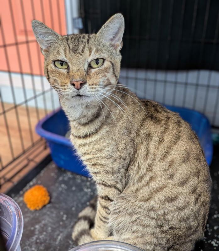 Luther, a Adoptable mixed breed in Ocala, FL image 3/3