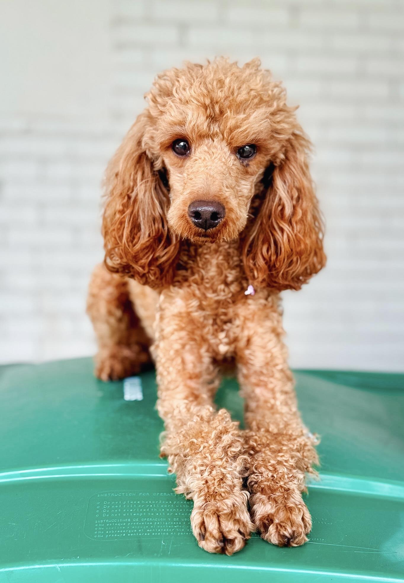 Enlarge Owen, a ADOPTABLE Miniature Poodle in Atlanta, GA image 3/4