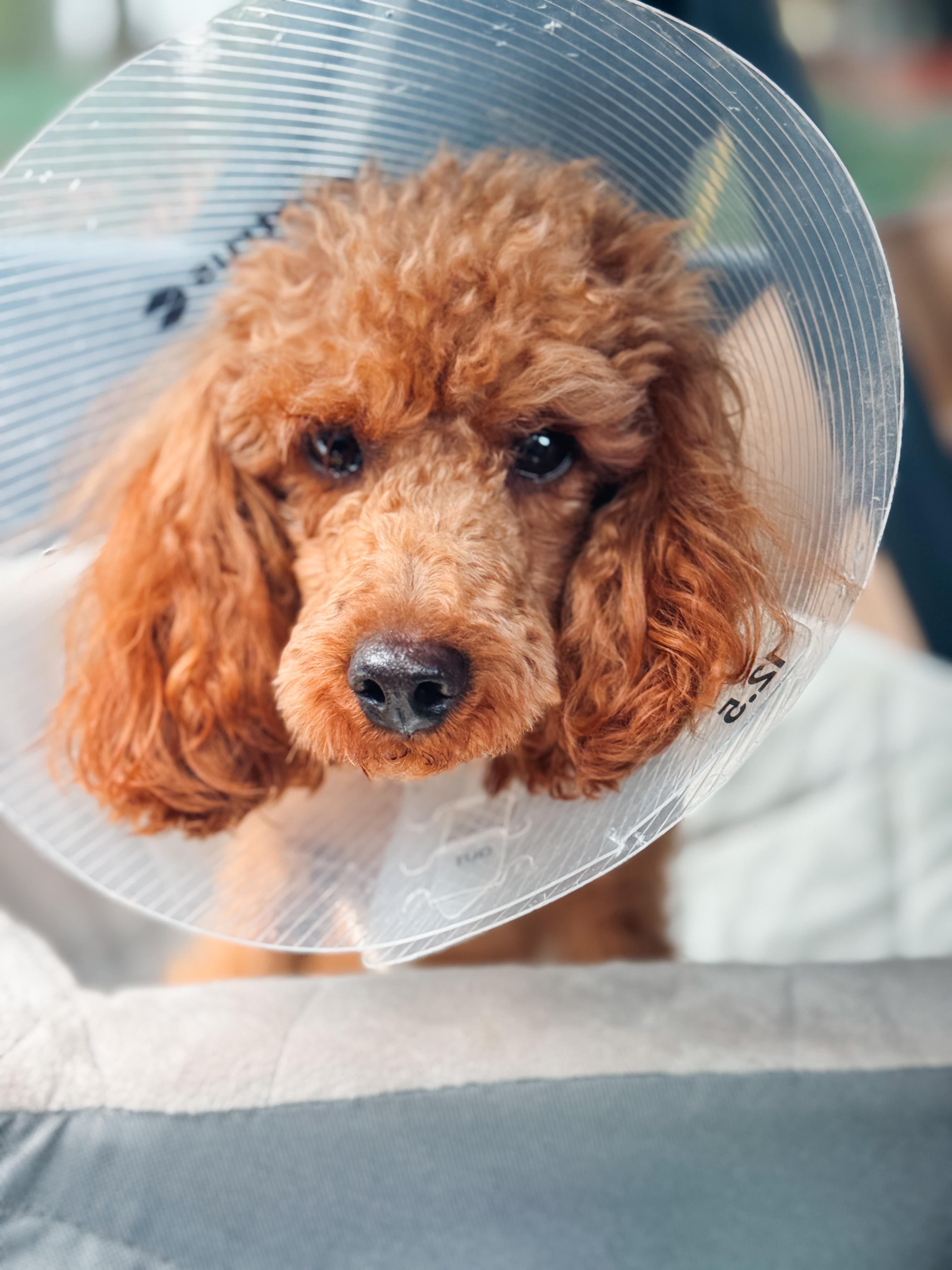 Enlarge Owen, a ADOPTABLE Miniature Poodle in Atlanta, GA image 4/4