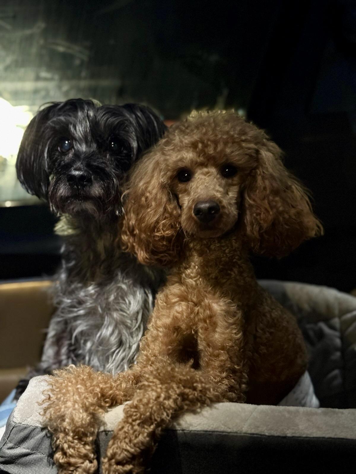 Enlarge Owen, a ADOPTABLE Miniature Poodle in Atlanta, GA image 2/4