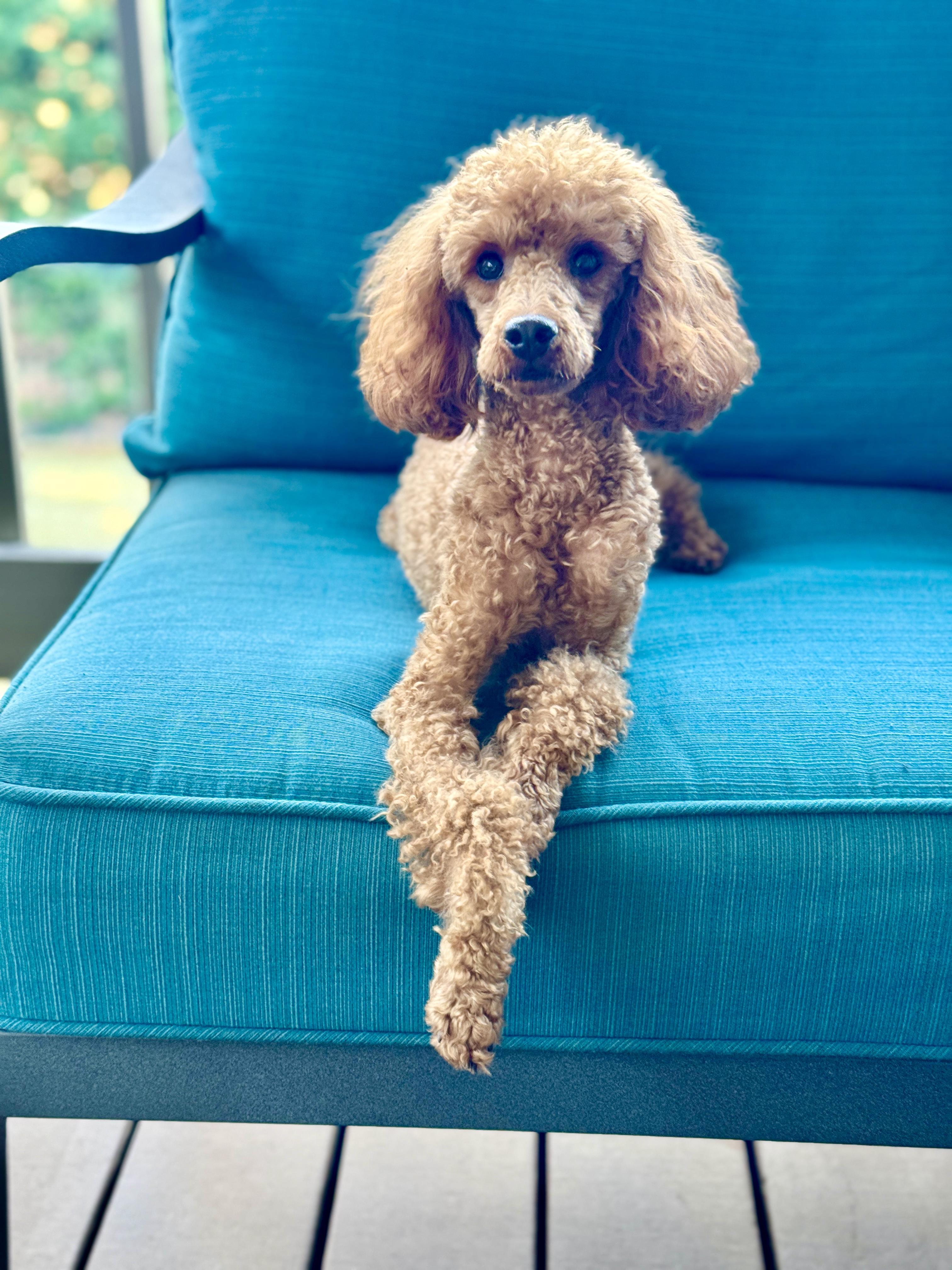 Enlarge Owen, a ADOPTABLE Miniature Poodle in Atlanta, GA image 1/4