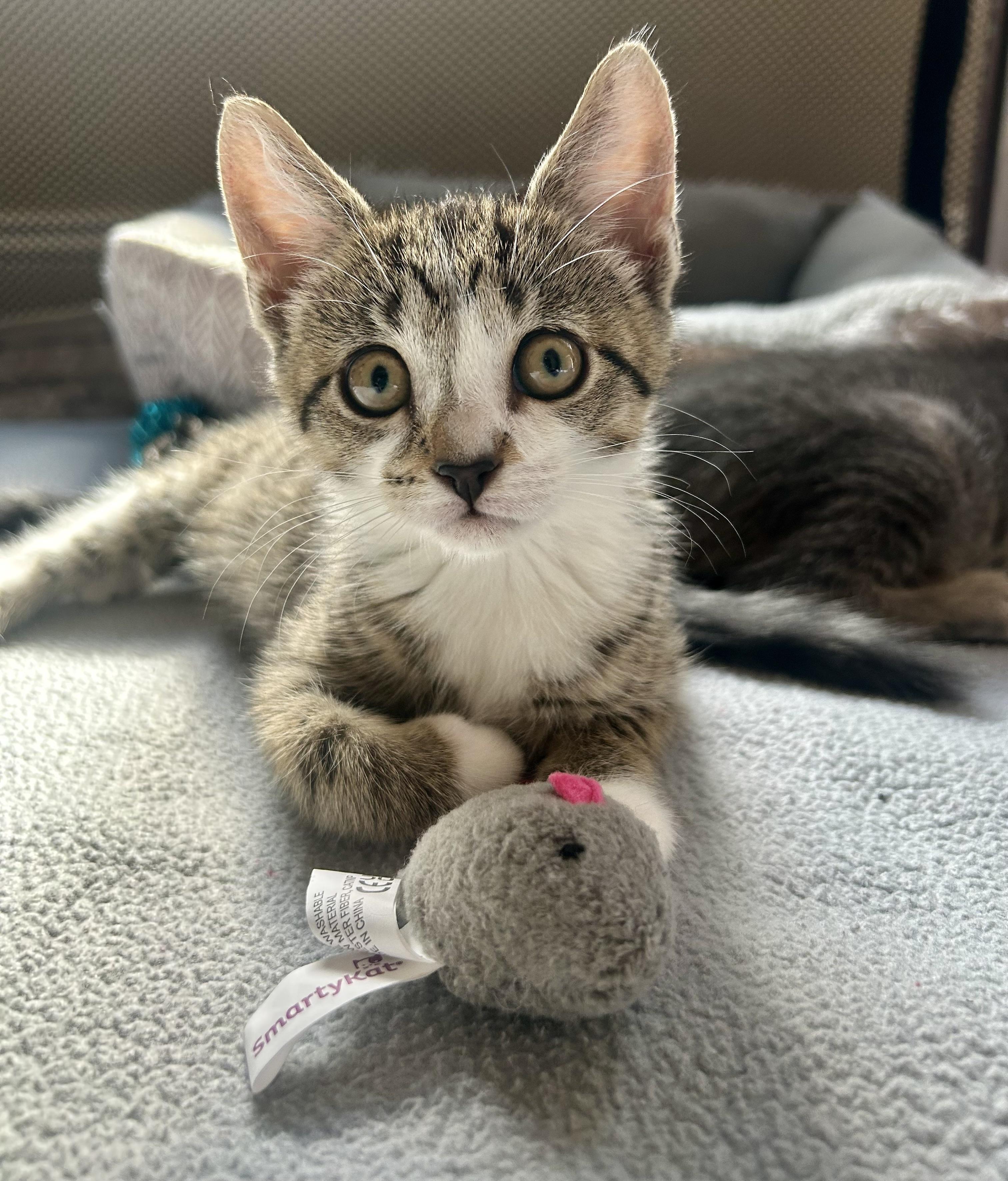 Enlarge Tootsie, a Adoptable Domestic Short Hair in Westfield, NJ image 2/5