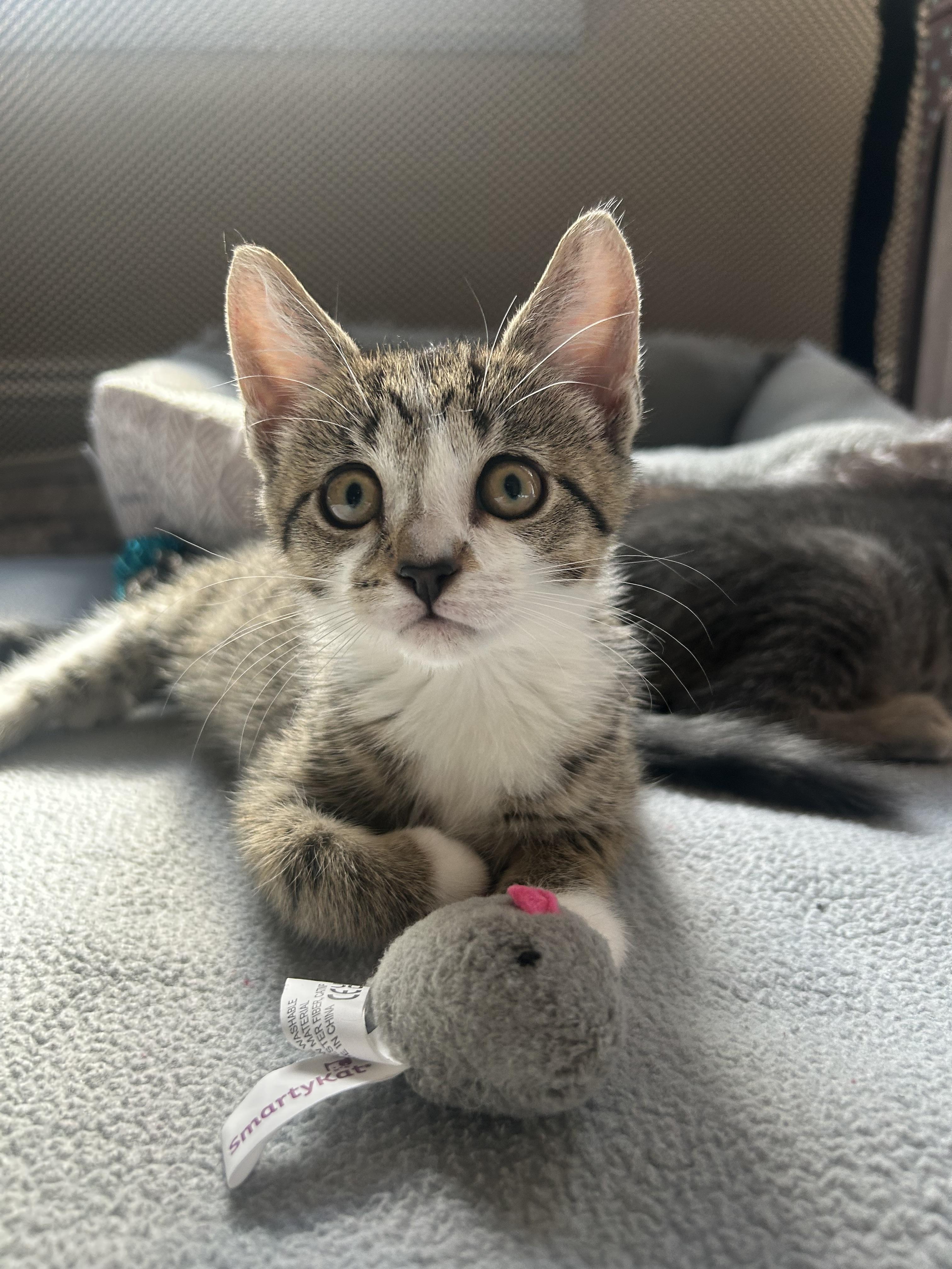 Enlarge Tootsie, a Adoptable Domestic Short Hair in Westfield, NJ image 4/5