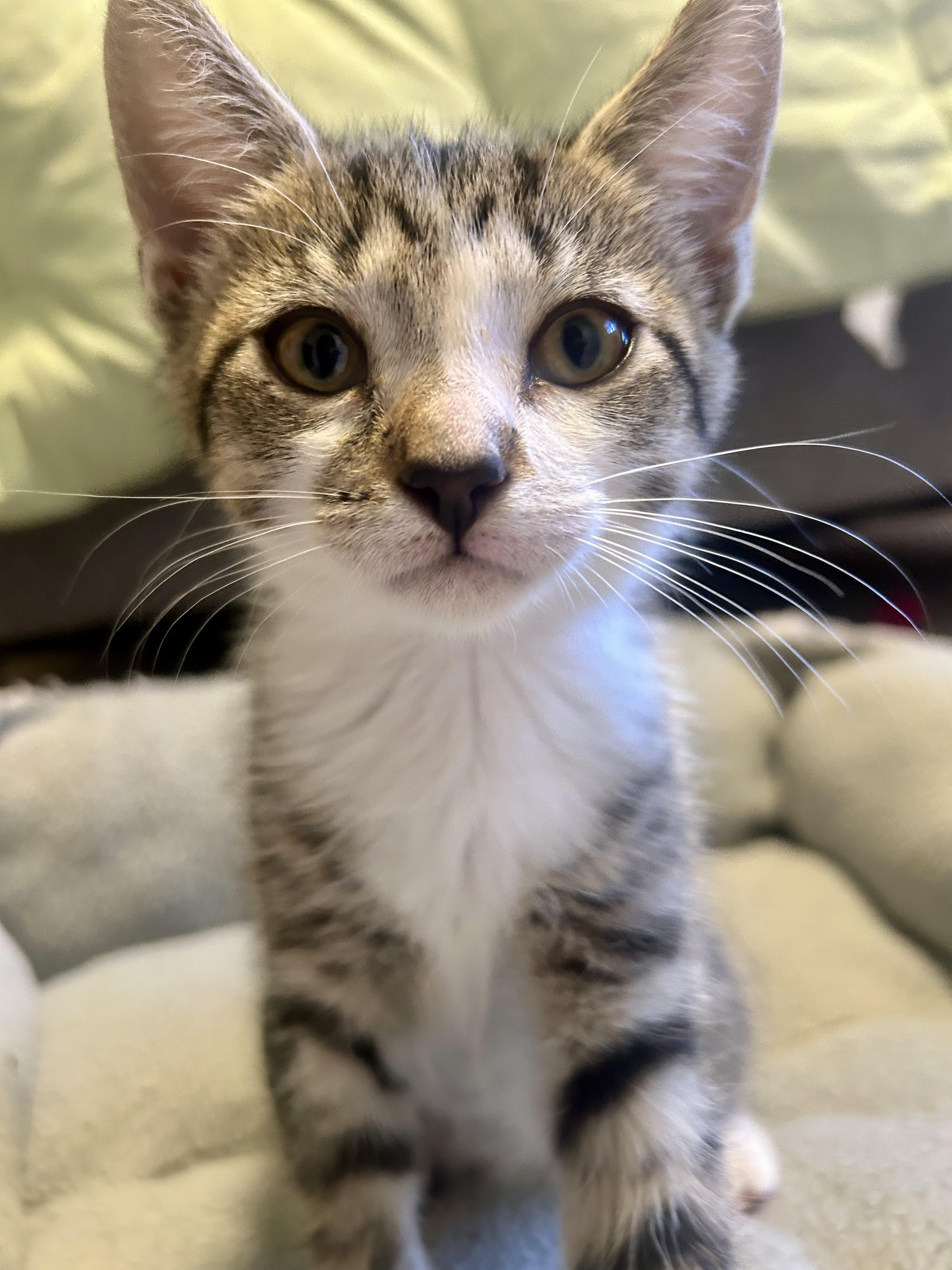 Tootsie, Adoptable, Kitten Female Domestic Short Hair.