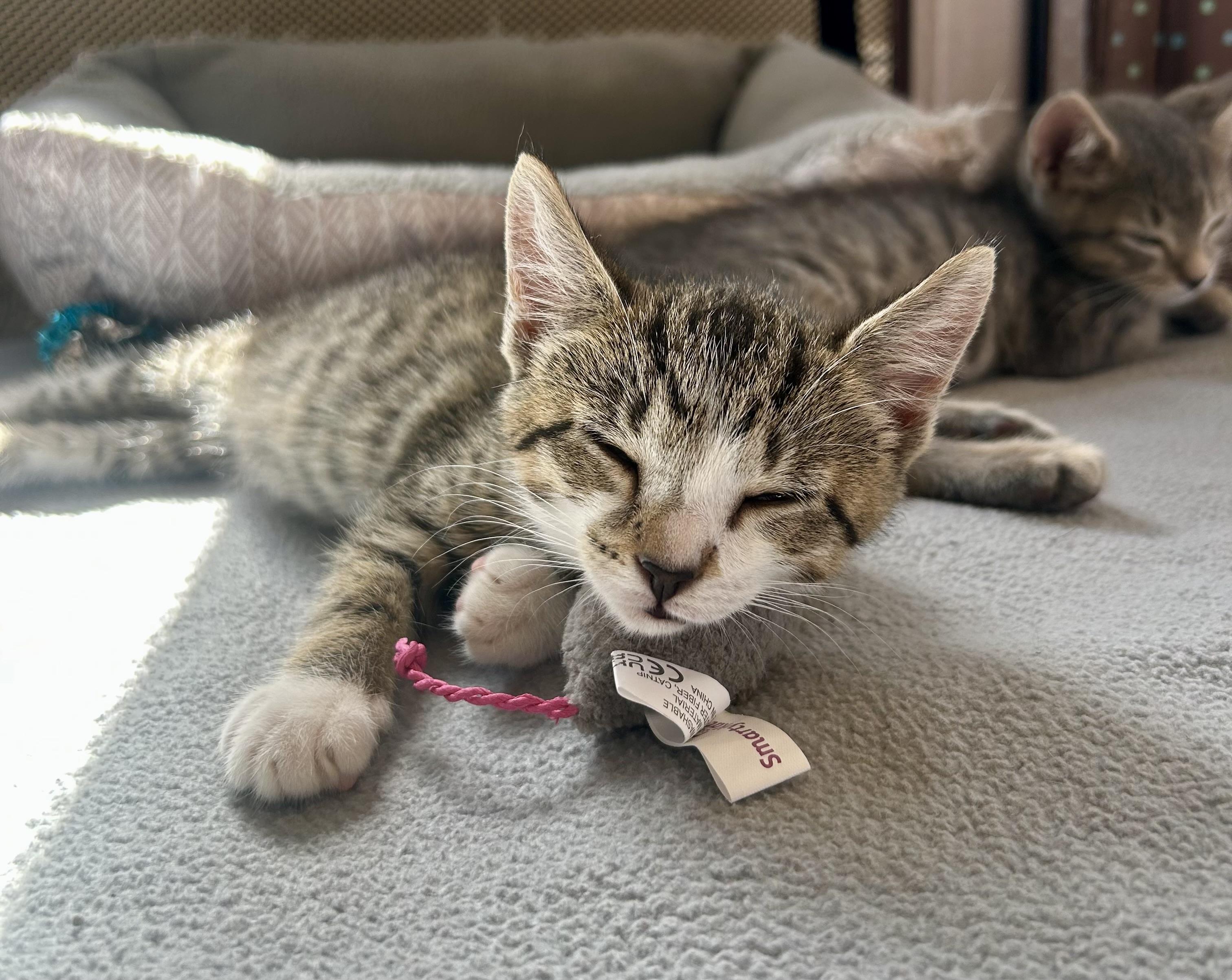 Enlarge Tootsie, a Adoptable Domestic Short Hair in Westfield, NJ image 5/5