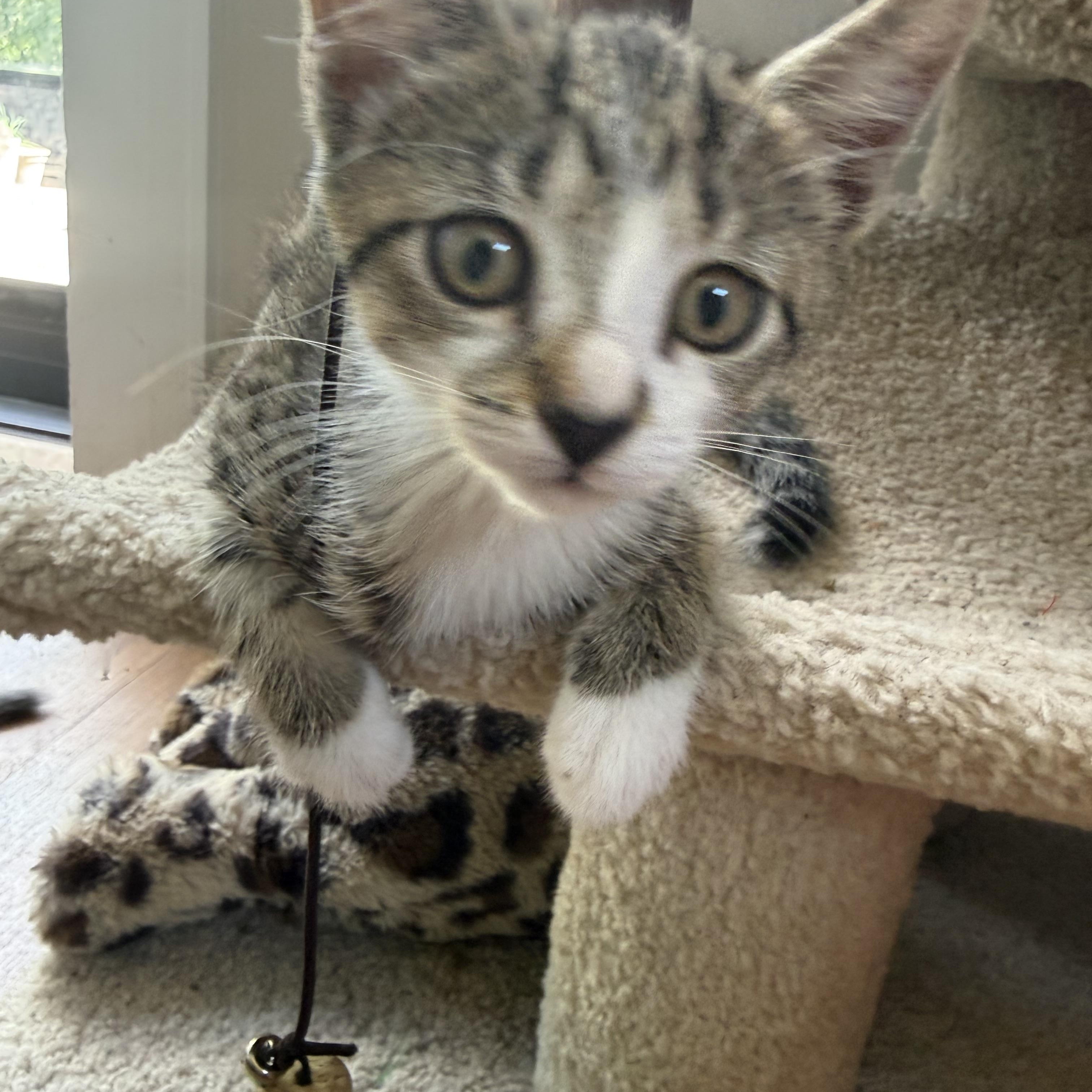 Enlarge Tootsie, a Adoptable Domestic Short Hair in Westfield, NJ image 3/5