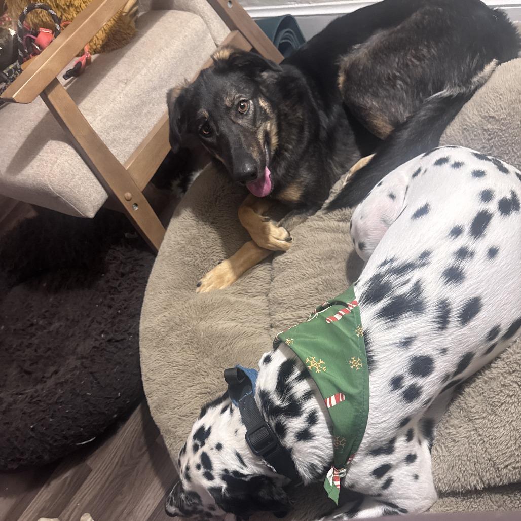 Pandora, Adoptable, Adult Female Shepherd.