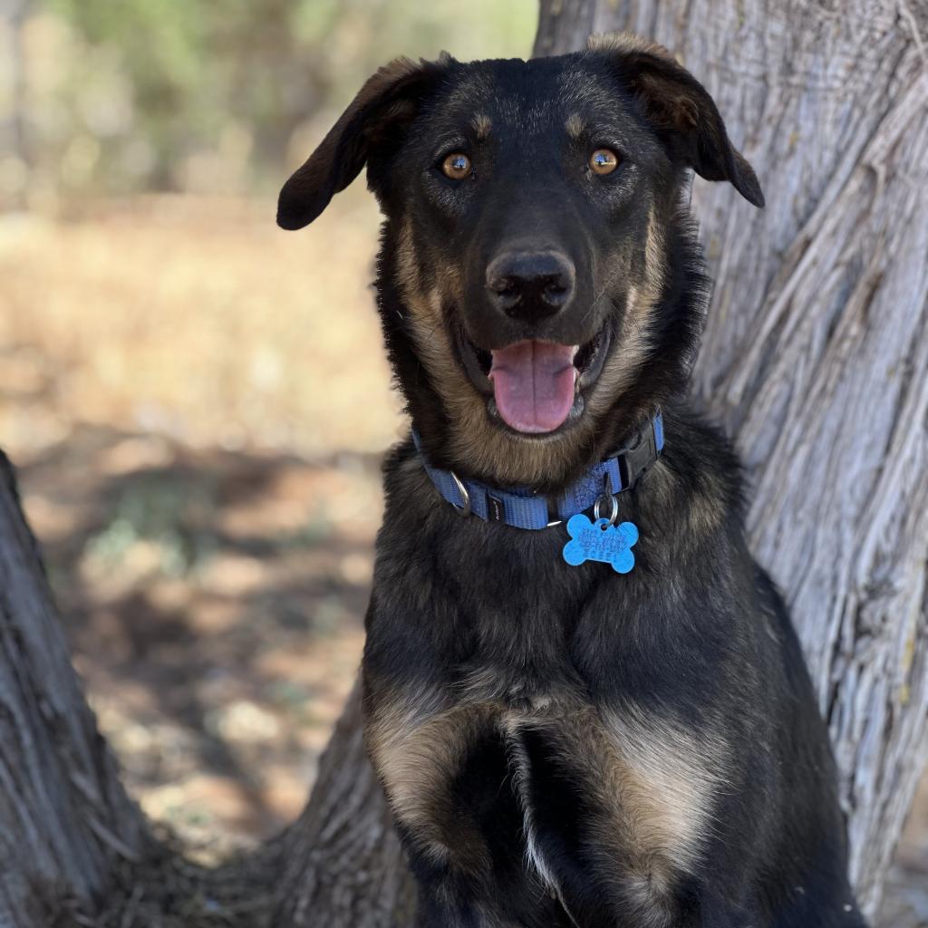 Pandora, Adoptable, Adult Female Shepherd.