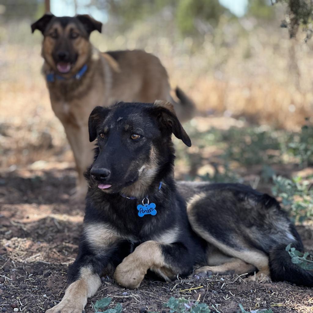 Enlarge Pandora, a Adoptable mixed breed in Salt Lake City, UT image 5/6