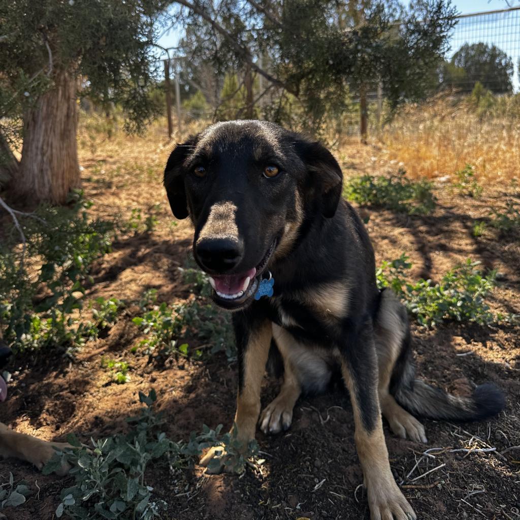 Enlarge Pandora, a Adoptable mixed breed in Salt Lake City, UT image 6/6