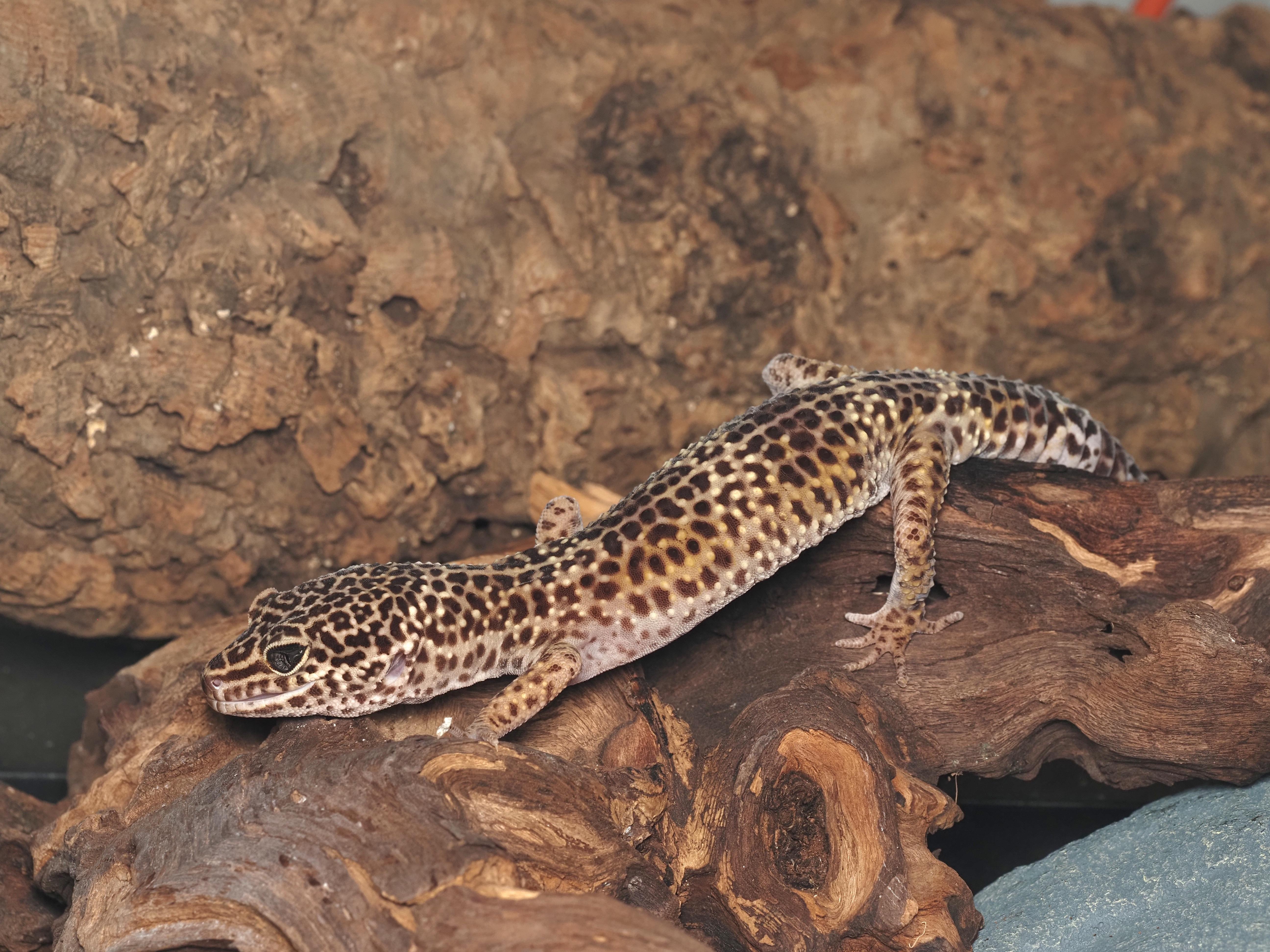 Enlarge Mario the Leopard Gecko , a ADOPTABLE Gecko in Tacoma, WA image 2/2
