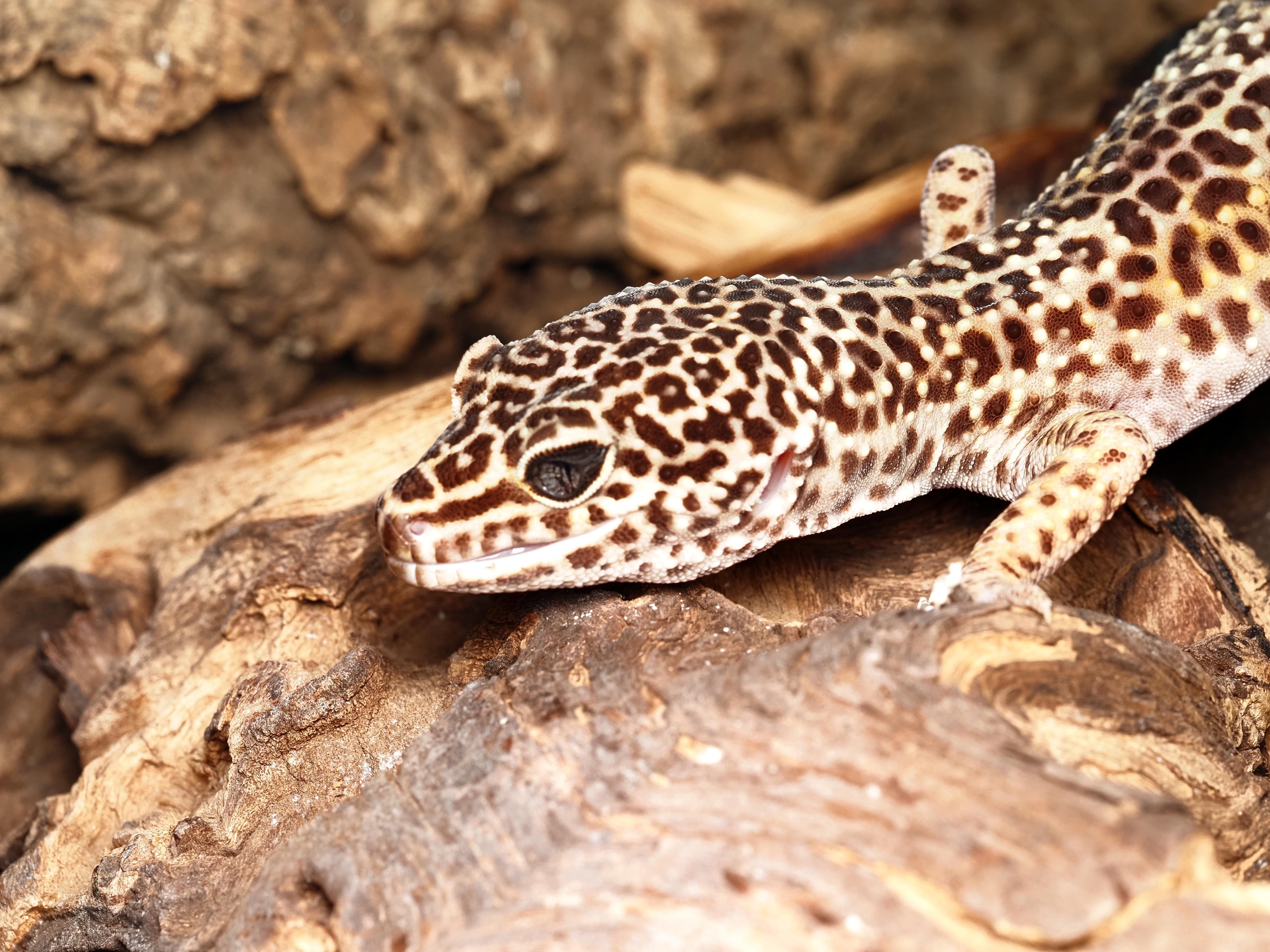 Enlarge Mario the Leopard Gecko , a ADOPTABLE Gecko in Tacoma, WA image 1/2