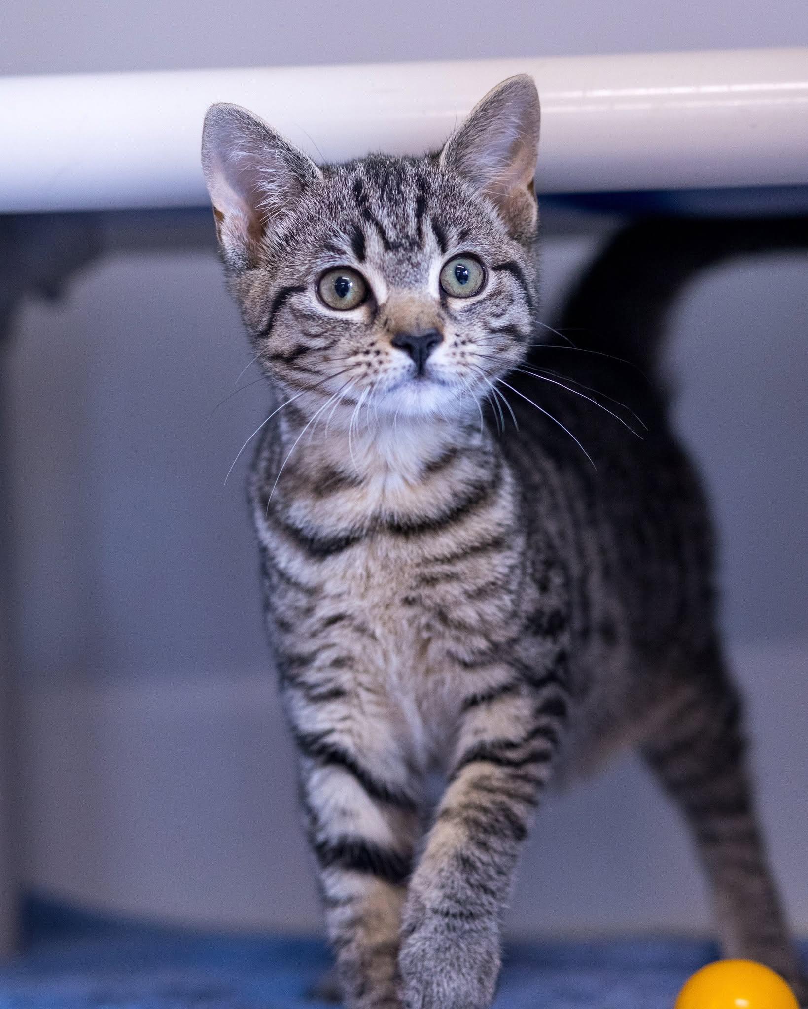 Enlarge ARA (0039), a ADOPTABLE Domestic Short Hair in Bridgeport, CT image 1/1