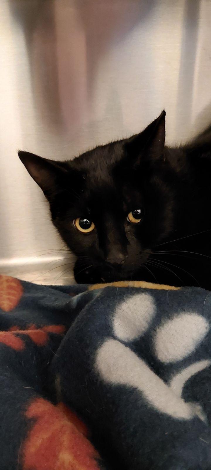 Romeo, ADOPTABLE, Young Male Domestic Short Hair.