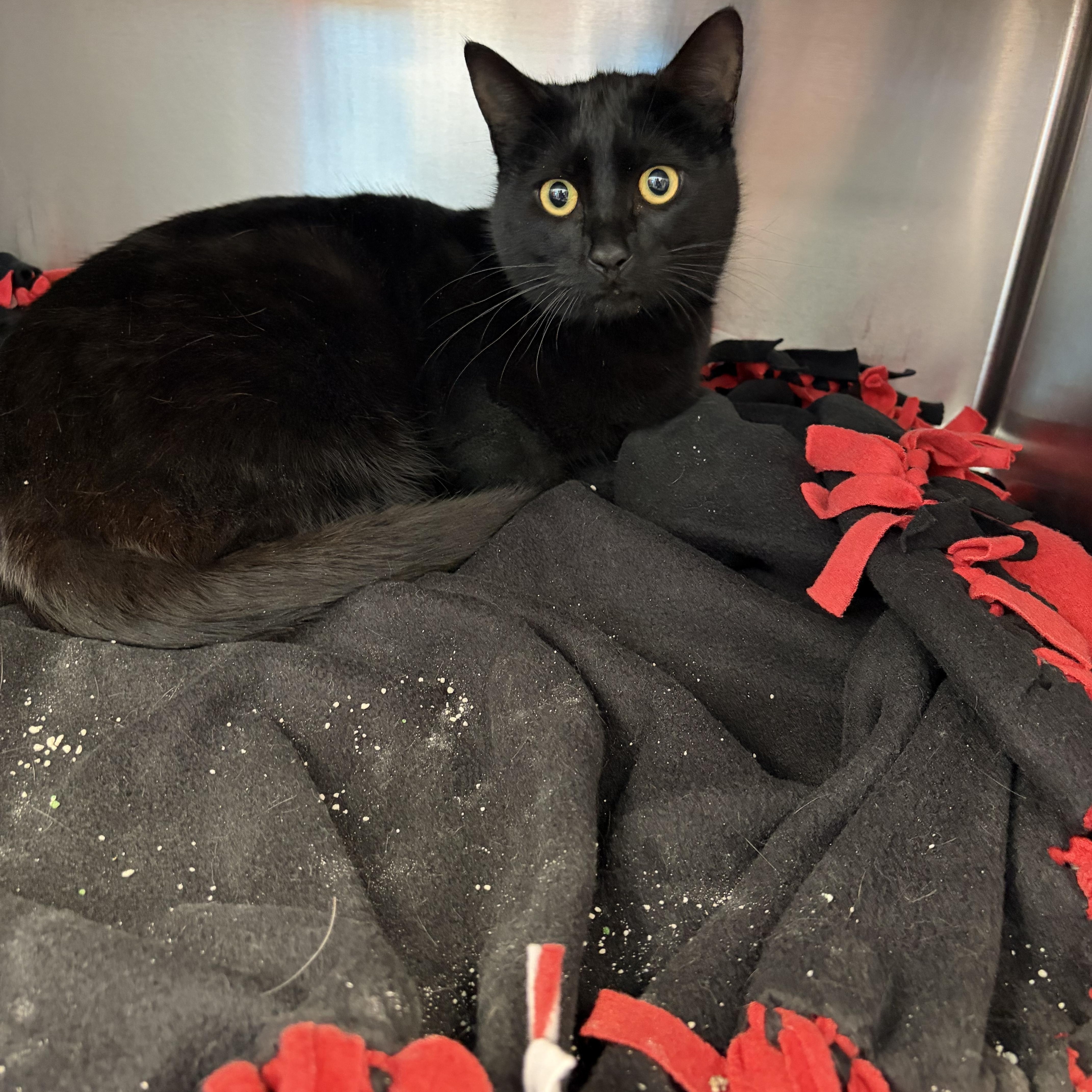 Romeo, ADOPTABLE, Young Male Domestic Short Hair.