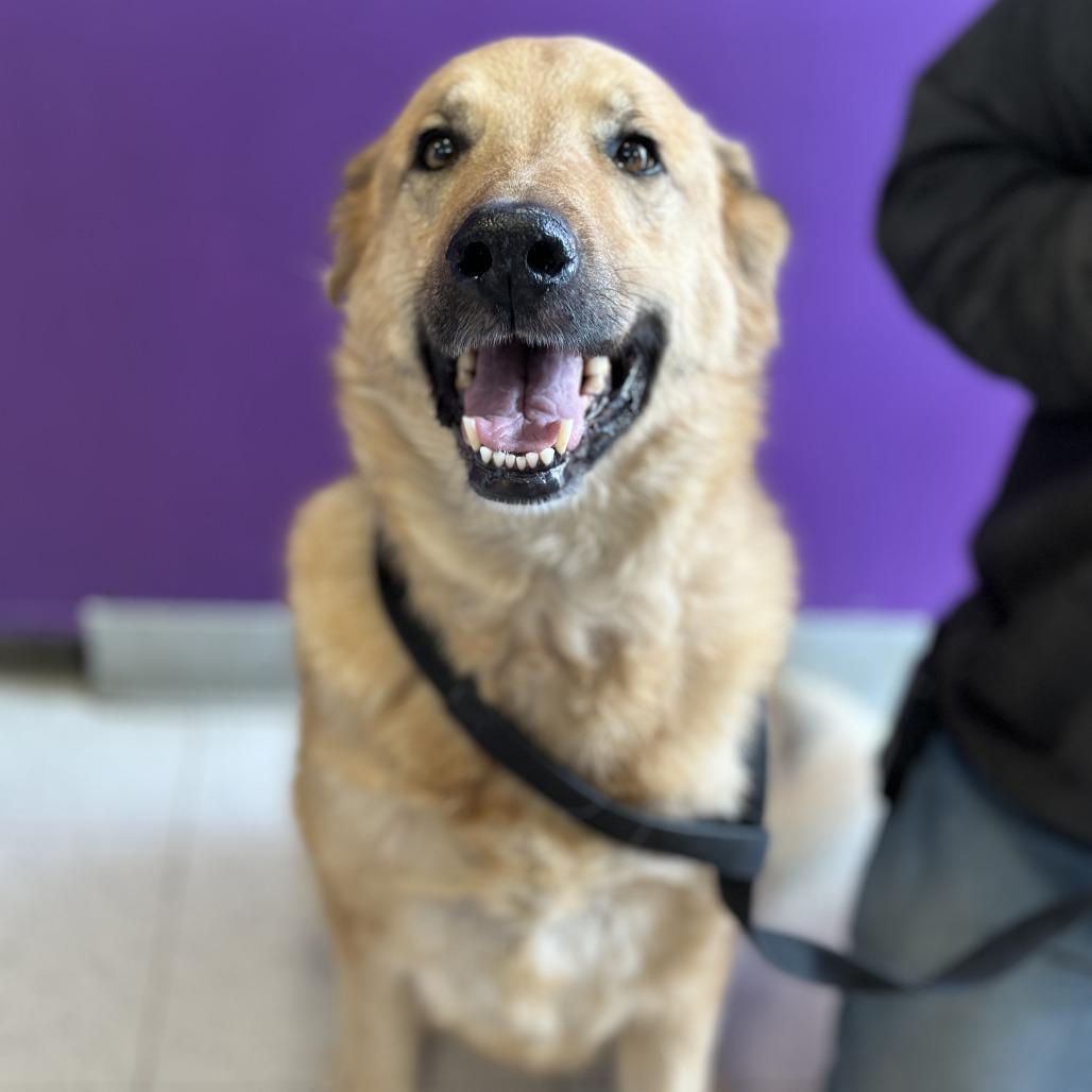 Lucy, a Adoptable mixed breed in Fresno, CA image 3/6