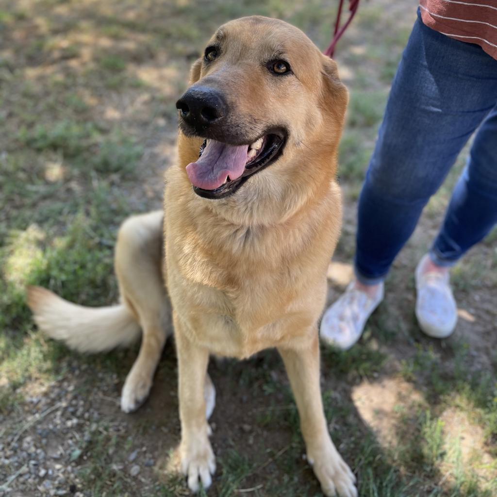 Lucy, a Adoptable mixed breed in Fresno, CA image 6/6