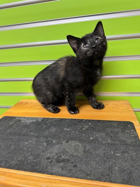 MERRY, Adoptable, Kitten Female Domestic Short Hair.