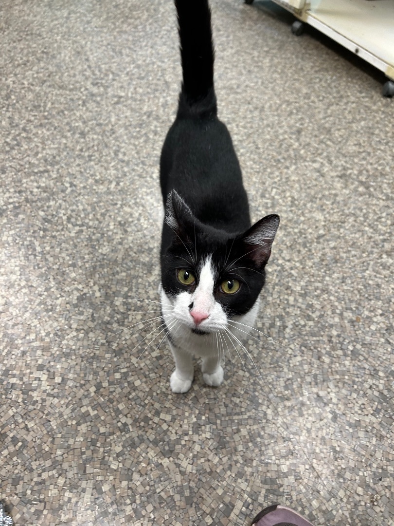 Armani, an adoptable Domestic Short Hair in Memphis, TN, 38119 | Photo Image 3
