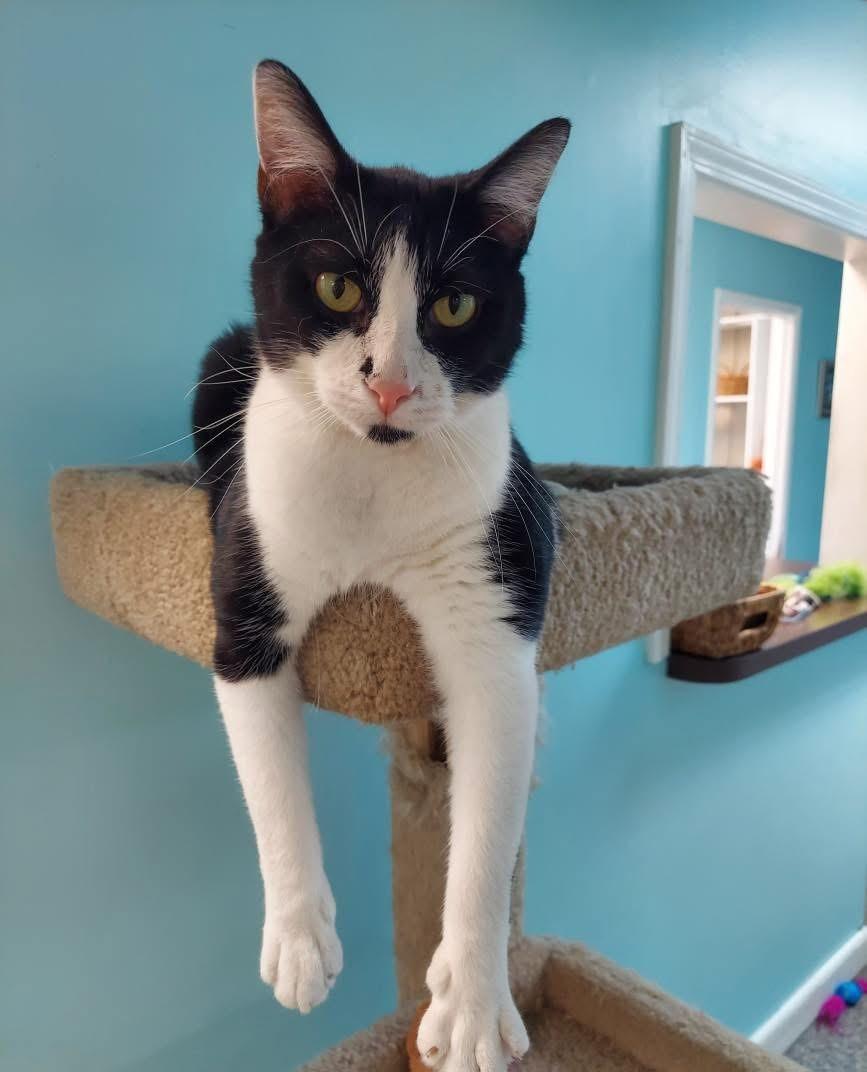 Armani, an adoptable Domestic Short Hair in Memphis, TN, 38119 | Photo Image 1