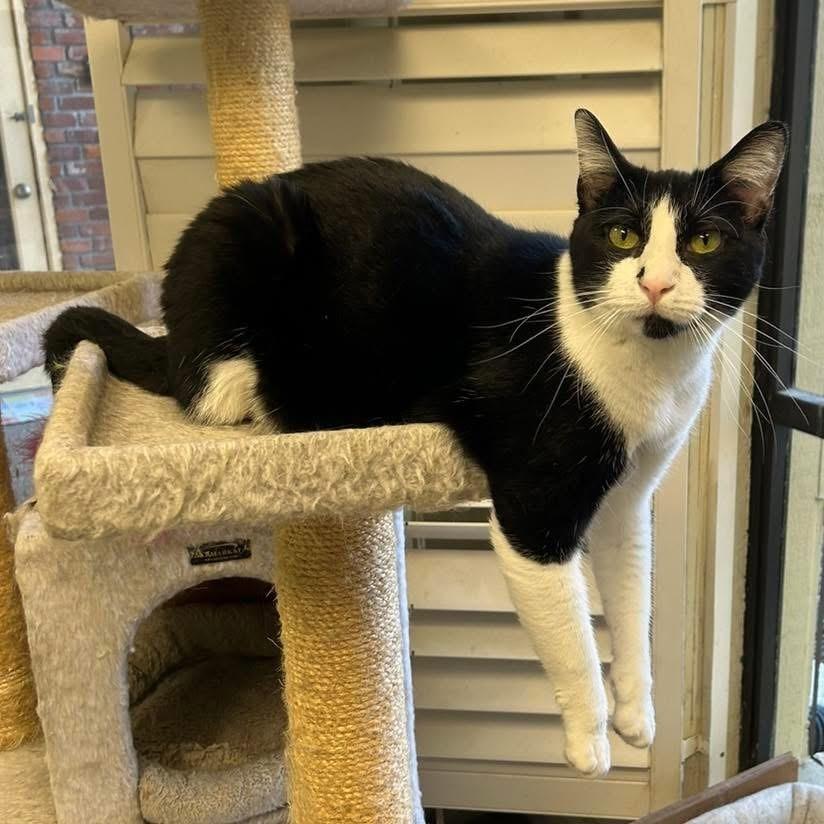 Armani, an adoptable Domestic Short Hair in Memphis, TN, 38119 | Photo Image 2