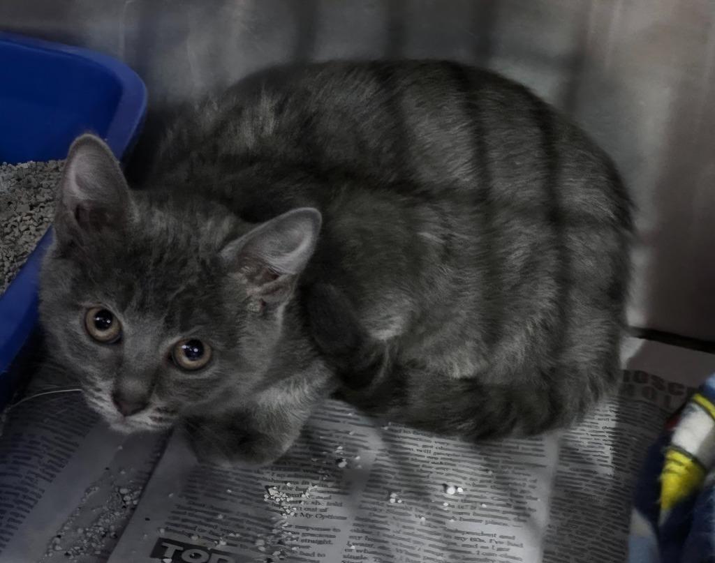 Enlarge Farah nka Blu, a Adopted mixed breed in Minot, ND image 1/4