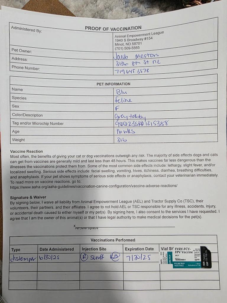 Enlarge Farah nka Blu, a Adopted mixed breed in Minot, ND image 4/4