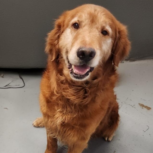 Jake, adopted, Senior Male Golden Retriever.