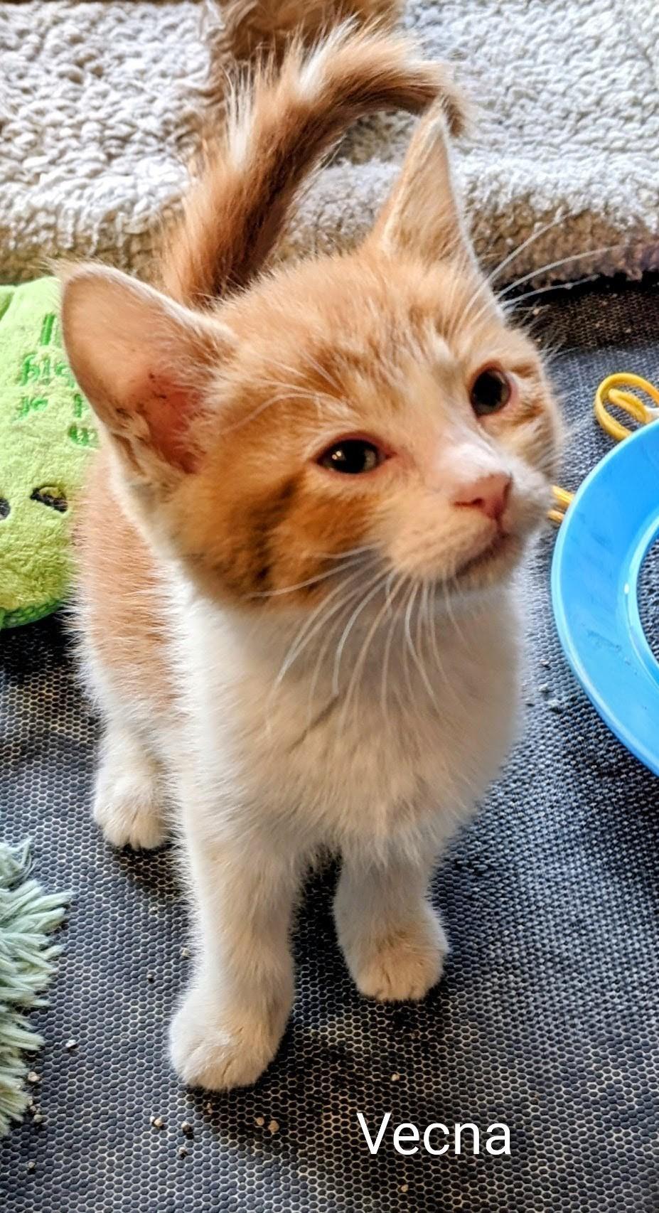 Vecna, adopted, Kitten Female Domestic Short Hair.