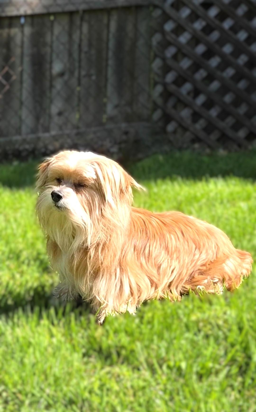 Enlarge Sophie, a ADOPTABLE mixed breed in Bridgeton, MO image 4/4