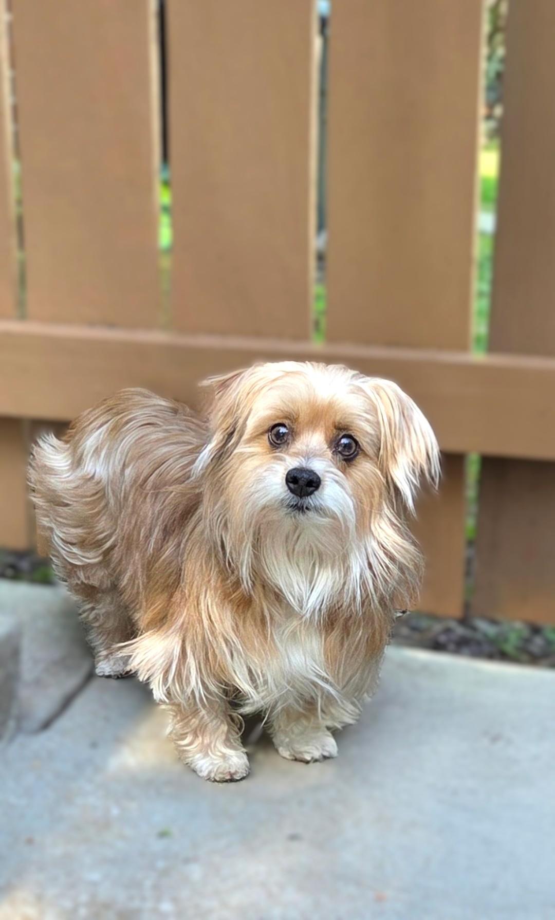 Sophie, ADOPTABLE, Adult Female Yorkshire Terrier & Shih Tzu.