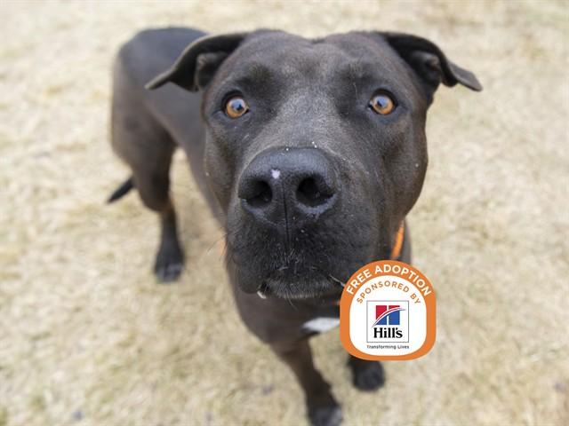 BUDDY, Adoptable, Adult Male Labrador Retriever & Mastiff.