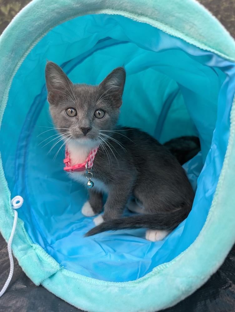 Enlarge Eva, a Adoptable mixed breed in Pacifica, CA image 1/4