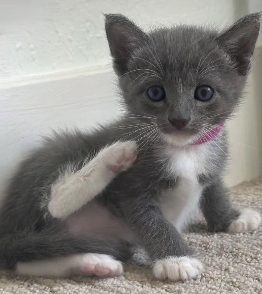 Eva, Adoptable, Young Female Domestic Short Hair & Russian Blue.