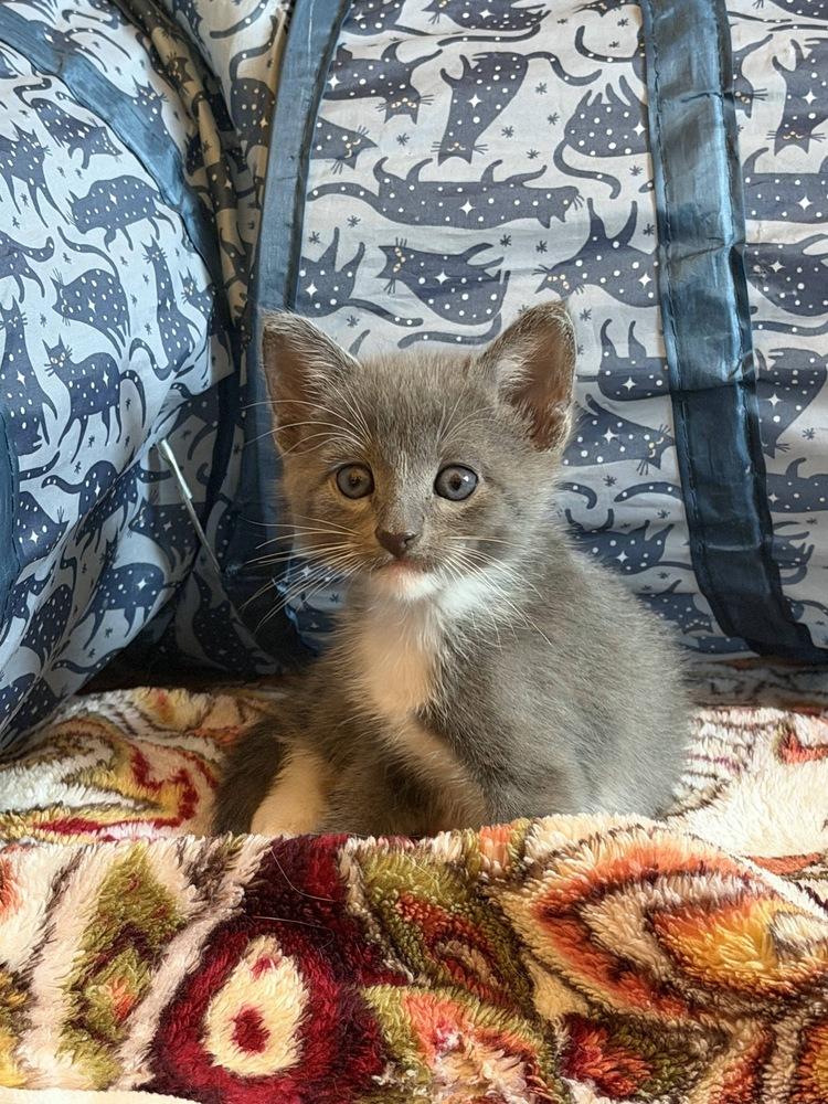 Enlarge Eva, a Adoptable mixed breed in Pacifica, CA image 4/4