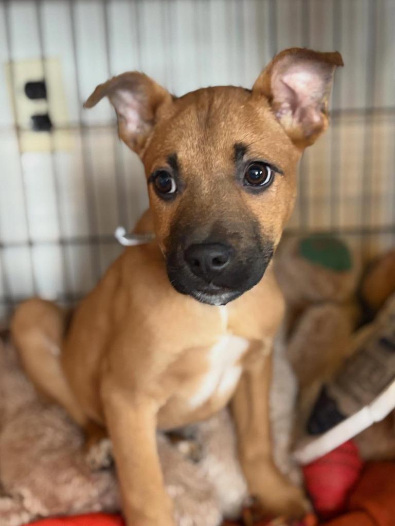 Enlarge Matt, a Adoptable mixed breed in sun prairie, WI image 1/1