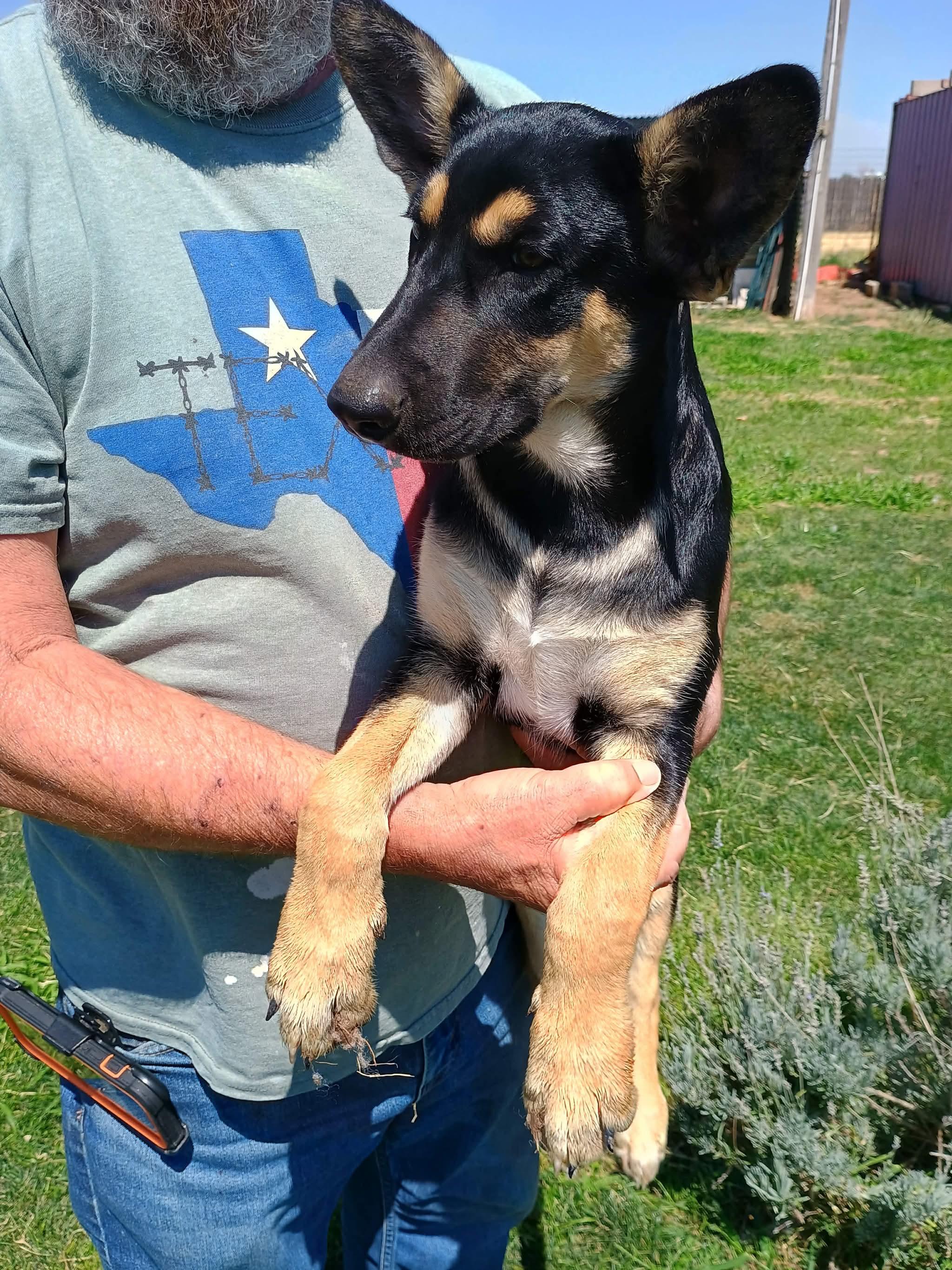 Enlarge Rockwell, a ADOPTABLE mixed breed in Glenolden, PA image 2/5