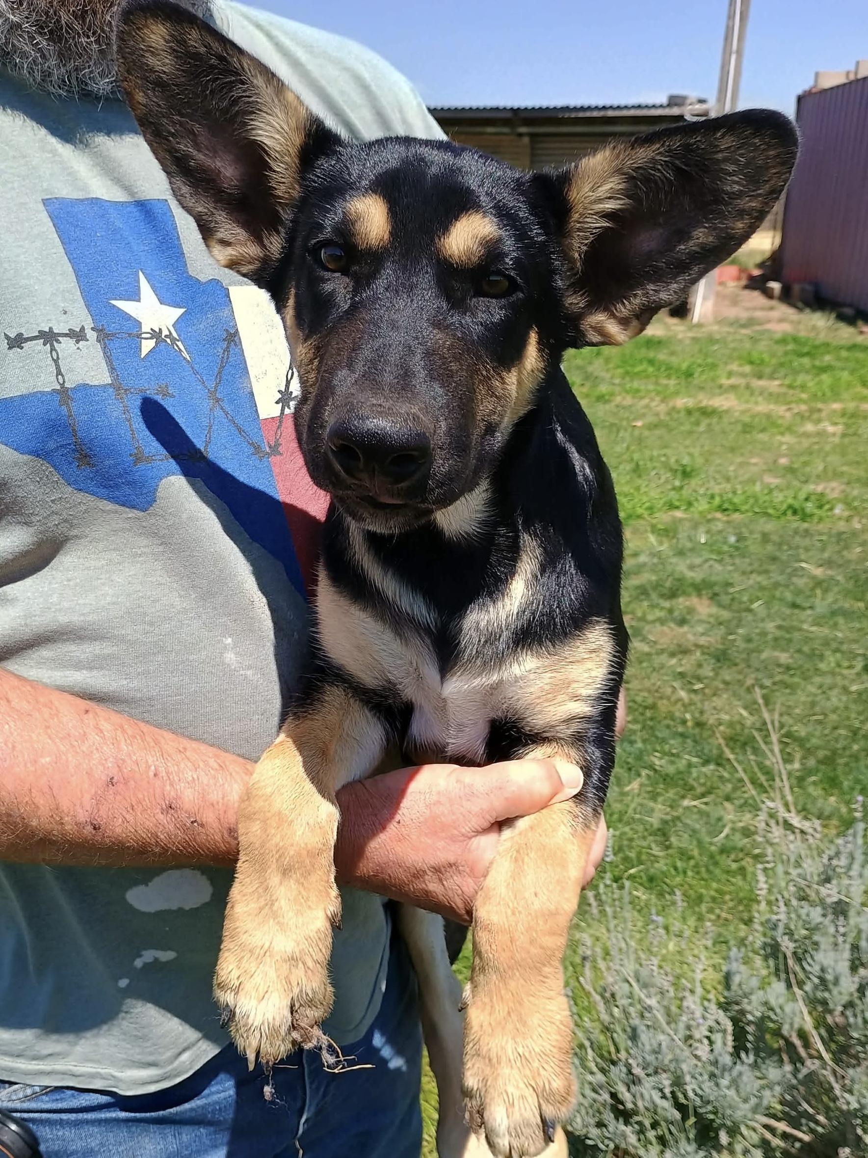 Enlarge Rockwell, a ADOPTABLE mixed breed in Glenolden, PA image 1/5