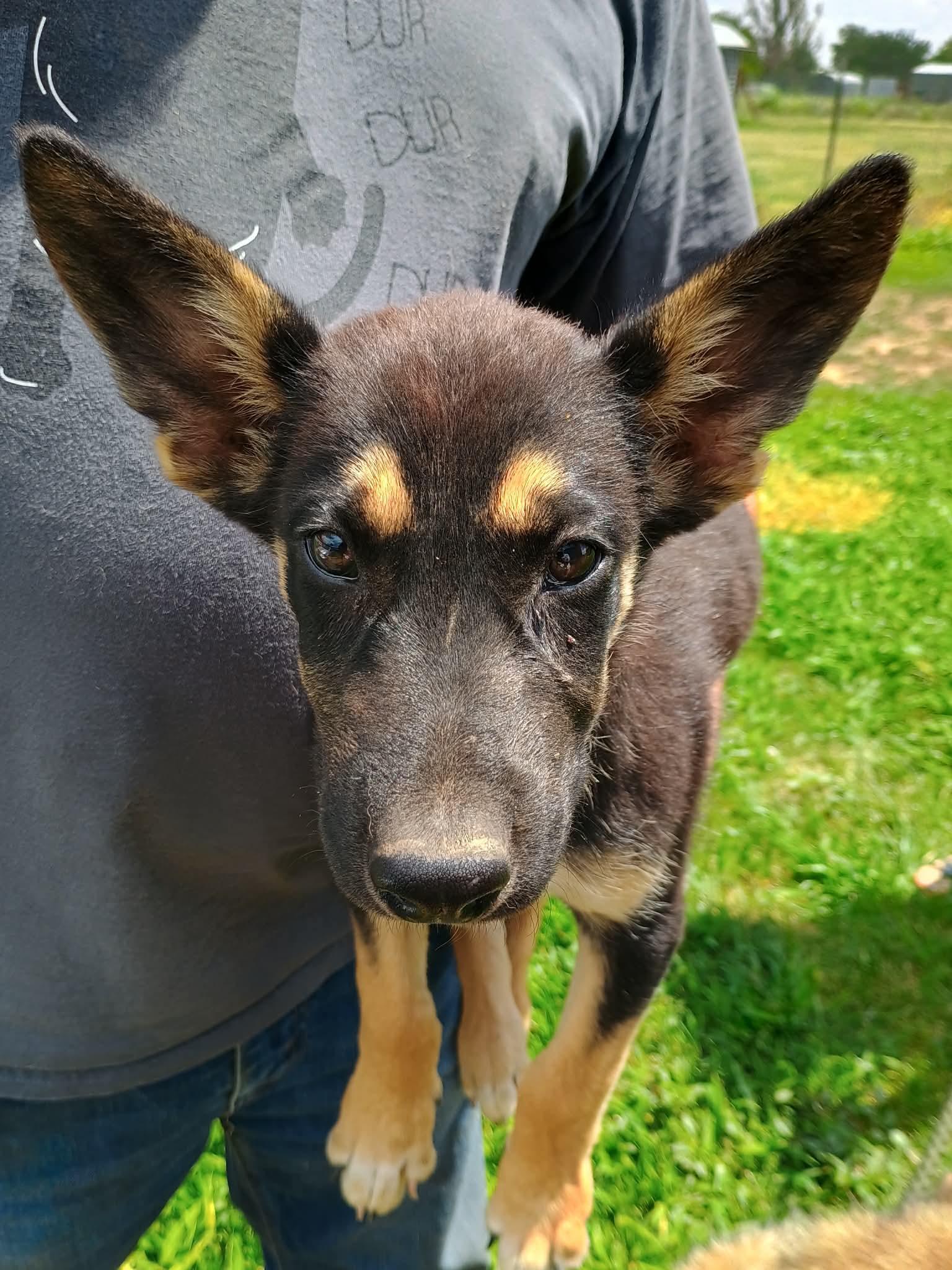 Enlarge Rockwell, a ADOPTABLE mixed breed in Glenolden, PA image 3/5
