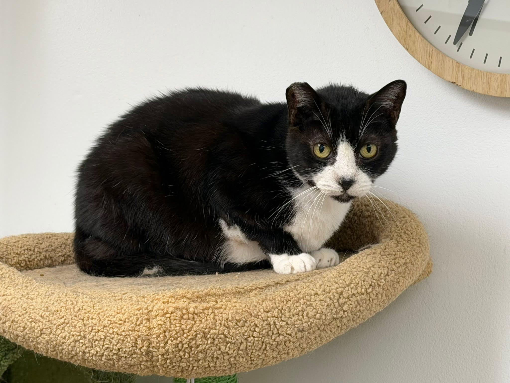 Nick , adoptable, Adult Male Domestic Short Hair.