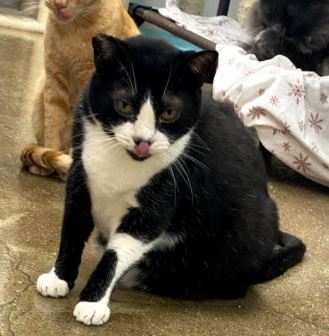 Nick , a Adoptable mixed breed in Manhattan Beach, CA image 1/6