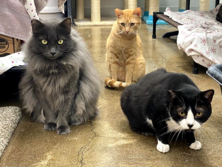 Nick , a Adoptable mixed breed in Manhattan Beach, CA image 2/6